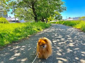 看板犬 にこさん